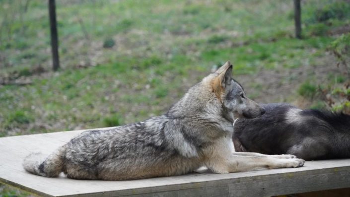 Wolfsbesuch in Ernstbrunn